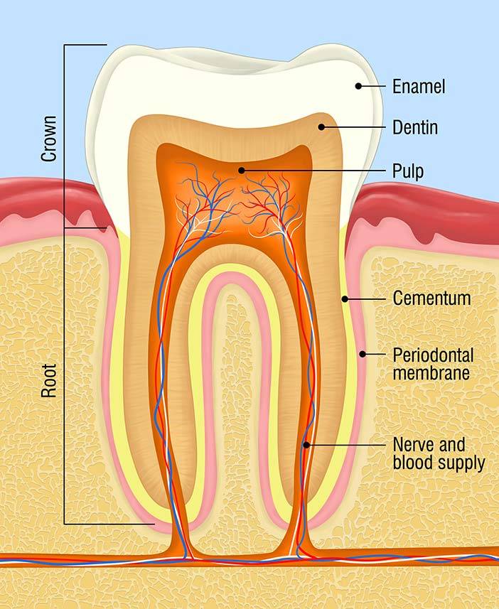 Root Canal Bruce Jones Dds